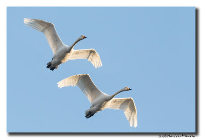 Wilde Zwaan - Whooper Swan 20161206