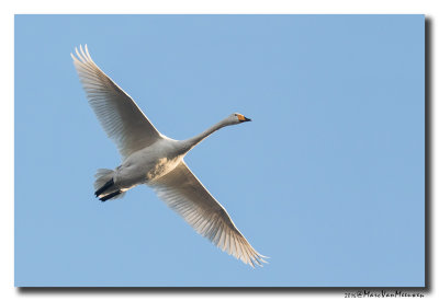 Wilde Zwaan - Whooper Swan 20161206
