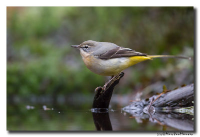 Grote Gele Kwikstaart - Grey Wagtail20161215