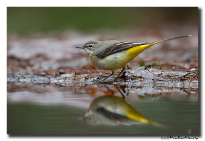 Grote Gele Kwikstaart - Grey Wagtail20161215