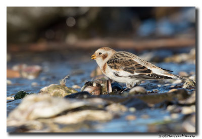 Sneeuwgors - Snow Bunting 20160128