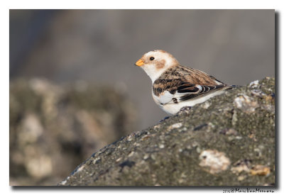 Sneeuwgors - Snow Bunting 20160128