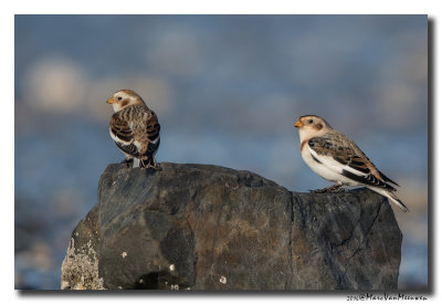Sneeuwgors - Snow Bunting 20160128
