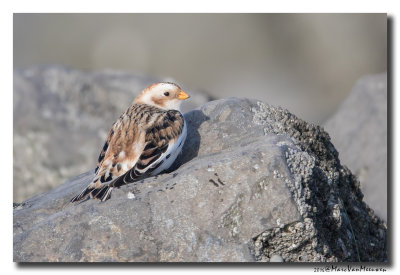 Sneeuwgors - Snow Bunting 20160128