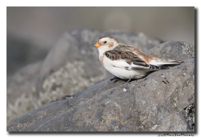 Sneeuwgors - Snow Bunting 20160128