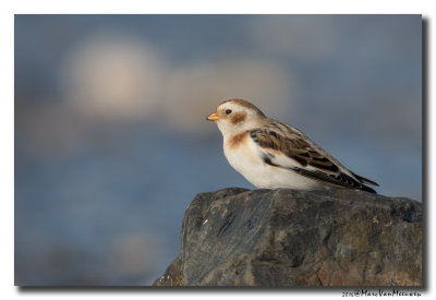 Sneeuwgors - Snow Bunting 20160128