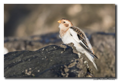 Sneeuwgors - Snow Bunting 20160128