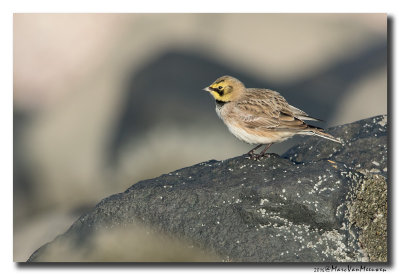 Strandleeuwerik - Horned Lark 20160128