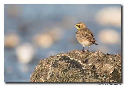 Strandleeuwerik - Horned Lark 20160128