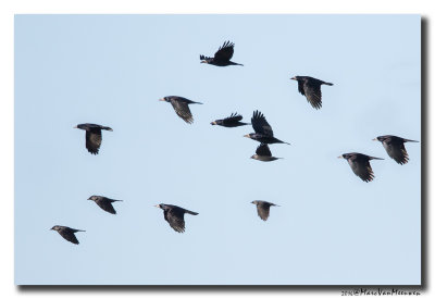 Roek - Rook 20160108