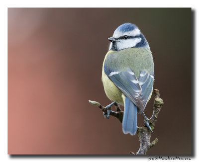 Pimpelmees - Blue Tit 20161213
