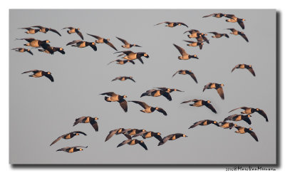 Brandgans - Barnacle Goose 20161206