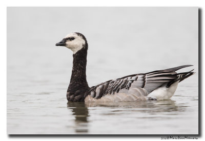 Brandgans - Barnacle Goose 20160819