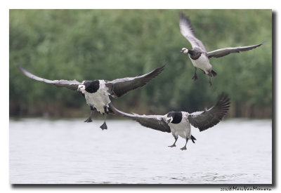 Brandgans - Barnacle Goose 20160819
