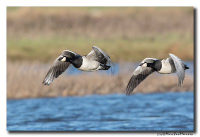 Brandgans - Barnacle Goose 20160128