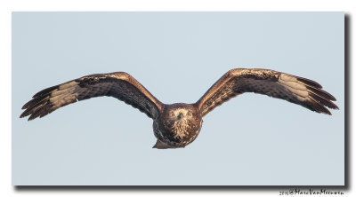 Buizerd - Buzzard 20160216