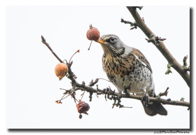 Kramsvogel - Fieldfare 20161213