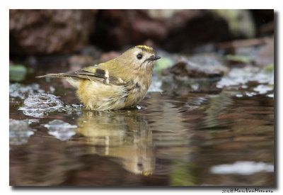 Goudhaan - Goldcrest 20161212