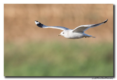 Stormmeeuw - Mew Gull 20160108