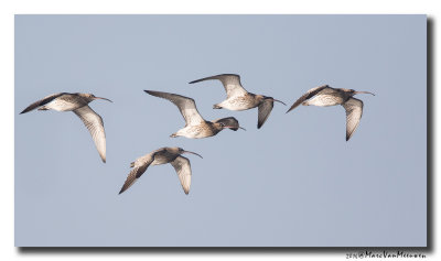 Wulp - Curlew 2016