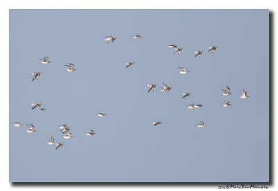 Zilverplevier - Grey Plover 2016