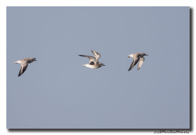 Zilverplevier - Grey Plover 2016