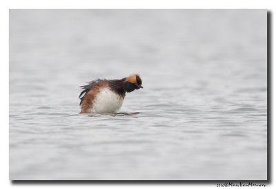 Kuifduiker - Horned Grebe 2016