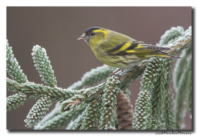 Sijs - Siskin 2016