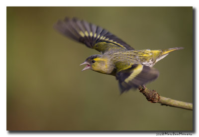 Sijs - Siskin 2016