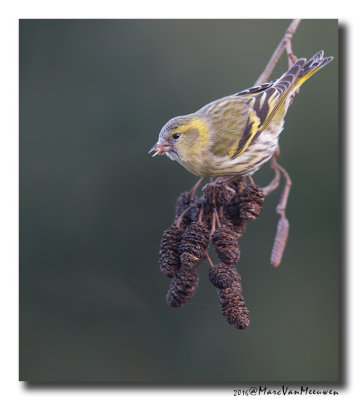 Sijs - Siskin 2016