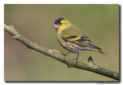 Sijs - Siskin 2016
