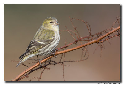 Sijs - Siskin 2016
