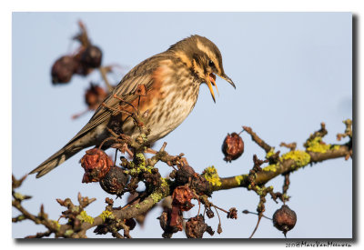 Koperwiek - Redwing 20170103