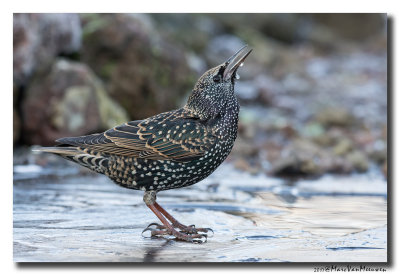 Spreeuw - Starling 20170601