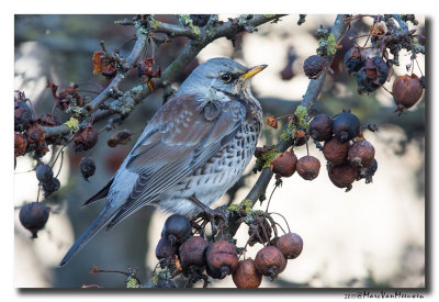 Kramsvogel - Fieldfare 20170106