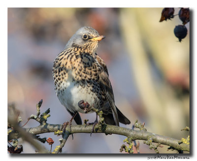 Kramsvogel - Fieldfare 20170106