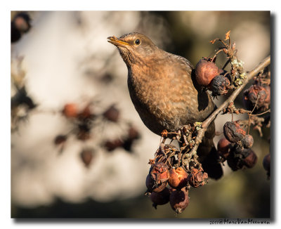 Merel - Blackbird 20170106