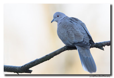 Turkse Tortel - Collared Dove 20170106