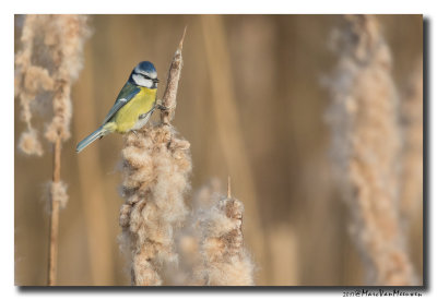 Pimpelmees - Blue Tit 20170127