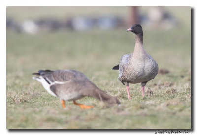 Kleine Rietgans - Pink-footed Goose 