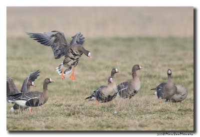 Kolgans - White-fronted Goose 20170127