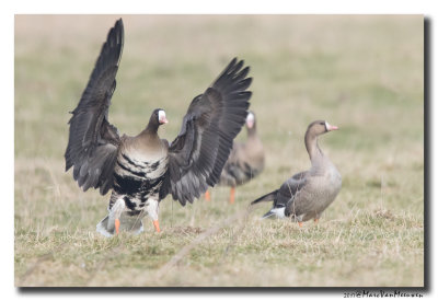 Kolgans - White-fronted Goose 20170127