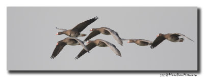Kolgans - White-fronted Goose 20170127