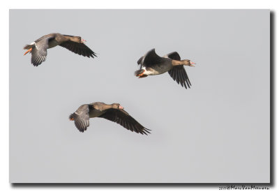 Kolgans - White-fronted Goose 20170127