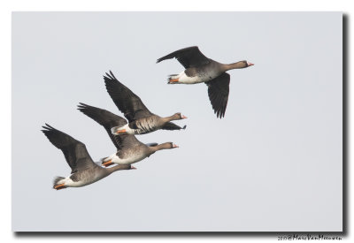 Kolgans - White-fronted Goose 20170127