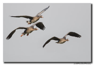 Kolgans - White-fronted Goose 20170127