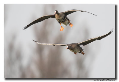 Kolgans - White-fronted Goose 20170127