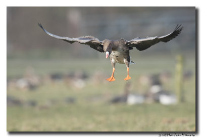 Kolgans - White-fronted Goose 20170127