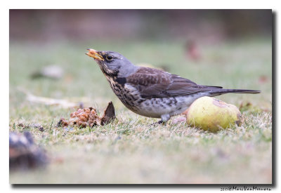 Kramsvogel - Fieldfare 20170125