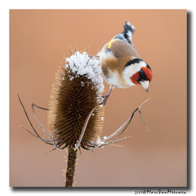 Putter - Goldfinch 